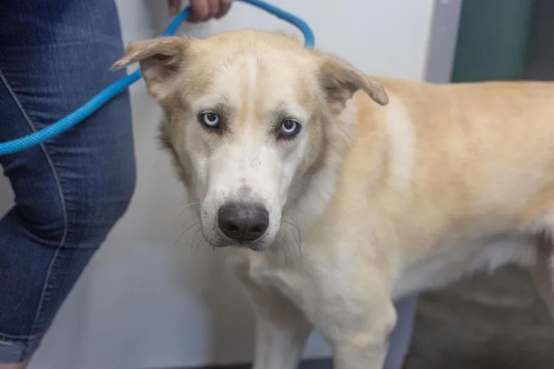 An adult large-sized male Husky dog named Blitz for adoption in Mountain Home, AR