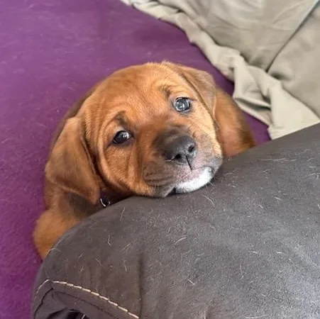 A baby medium-sized female Brown / Chocolate Mixed Breed dog named Maple for adoption in Watertown, WI