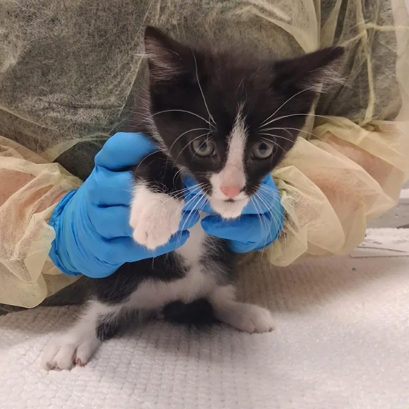A baby small-sized male Domestic Short Hair cat named Cider for adoption in Murray, UT