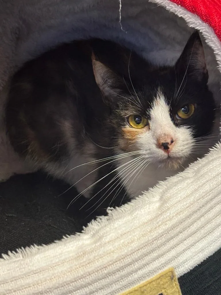 An adult medium-sized female Domestic Short Hair cat named Shauna for adoption in Wintersville, OH