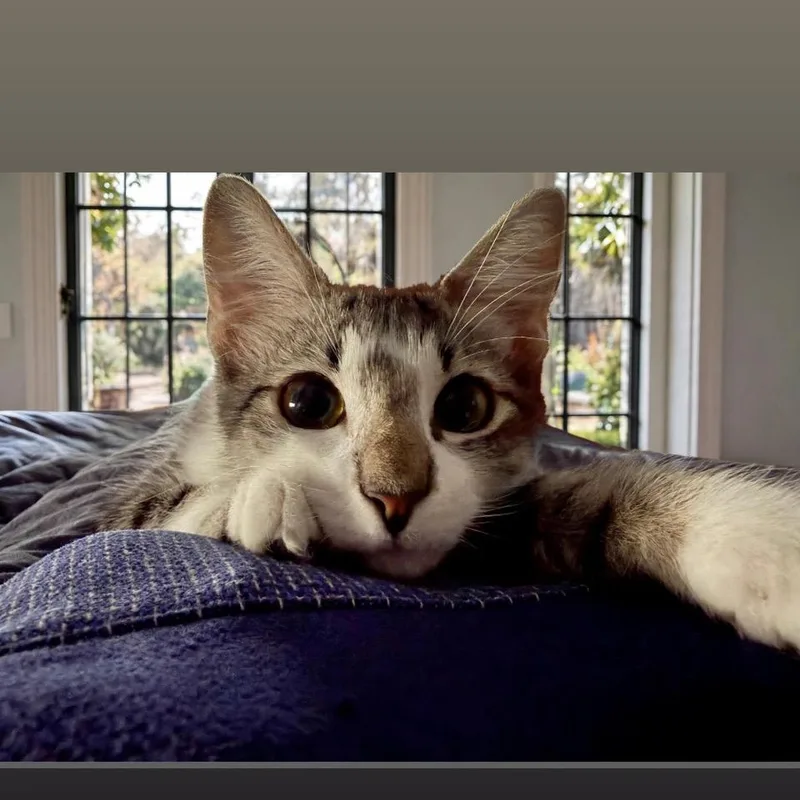 A baby medium-sized female White Domestic Short Hair cat named Zelda for adoption in Austin, TX