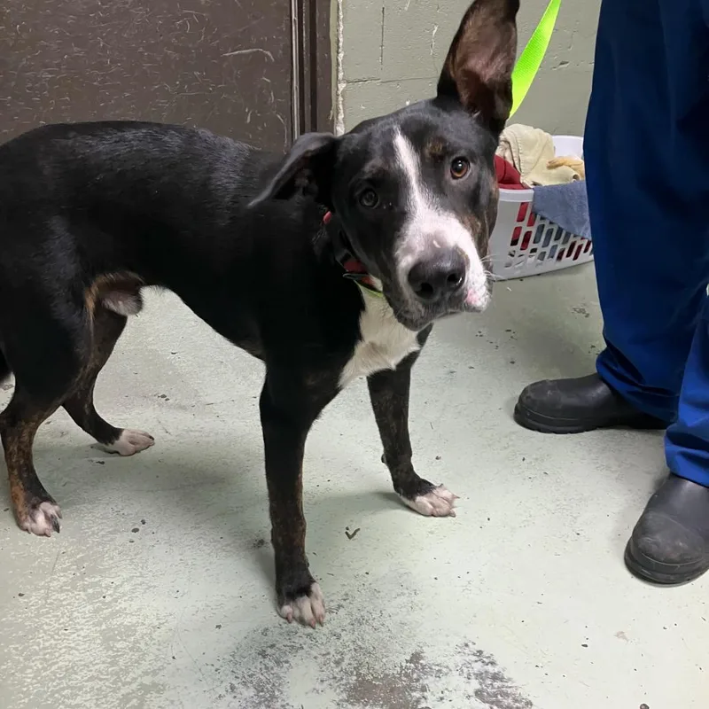 An adult large-sized male Black Shepherd dog named Philoctetes for adoption in Valdosta , GA