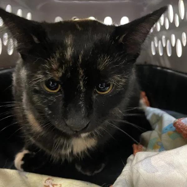 An adult small-sized female Domestic Short Hair cat named Nova for adoption in Des Moines, IA