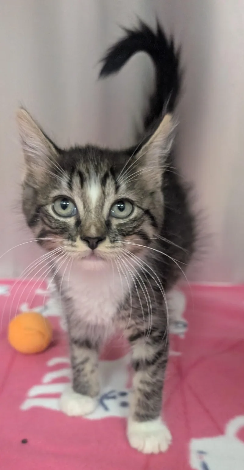 A young small-sized male Tabby (Brown / Chocolate) Domestic Short Hair cat named Alex for adoption in New Ulm, MN