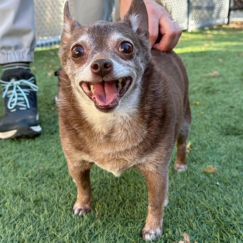A senior small-sized male Chihuahua dog named Coco for adoption in Naperville, IL
