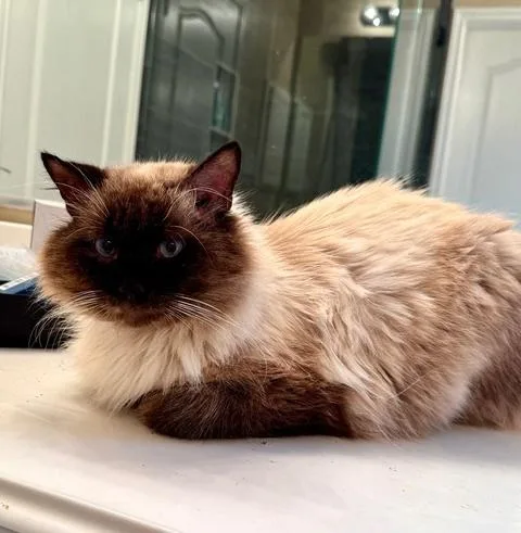An adult large-sized male Siamese cat named Chips for adoption in Austin, TX