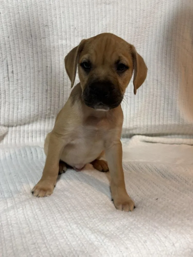 Blueberry thumbnail 2