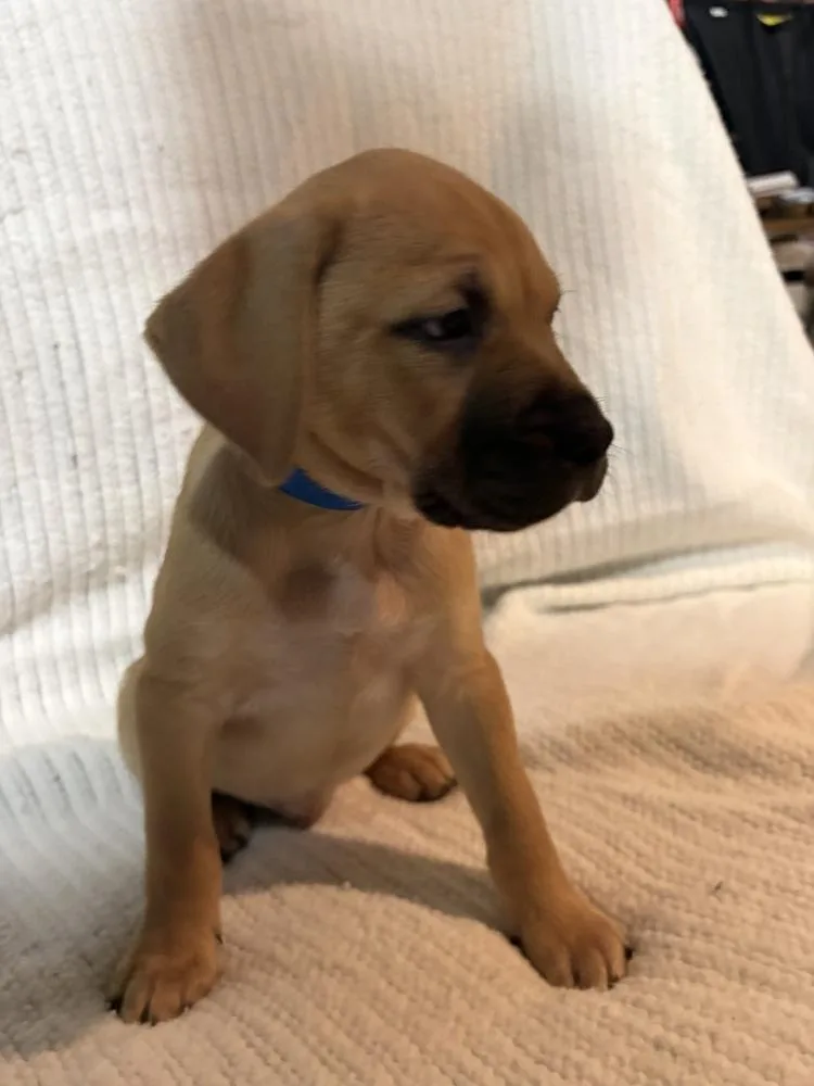 Blueberry thumbnail 3