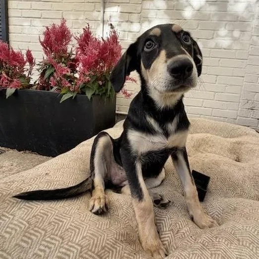 A baby medium-sized female Mixed Breed dog named Tulsita for adoption in Hillsborough, NJ