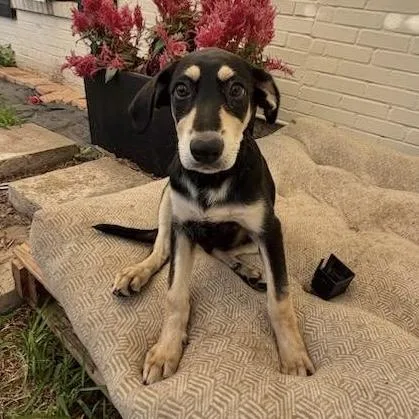 Tulsita thumbnail 2