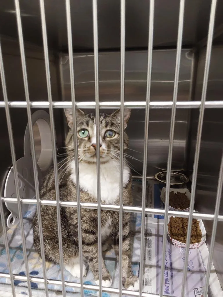 An adult small-sized male Domestic Short Hair cat named Nutter Butter for adoption in Winder, GA