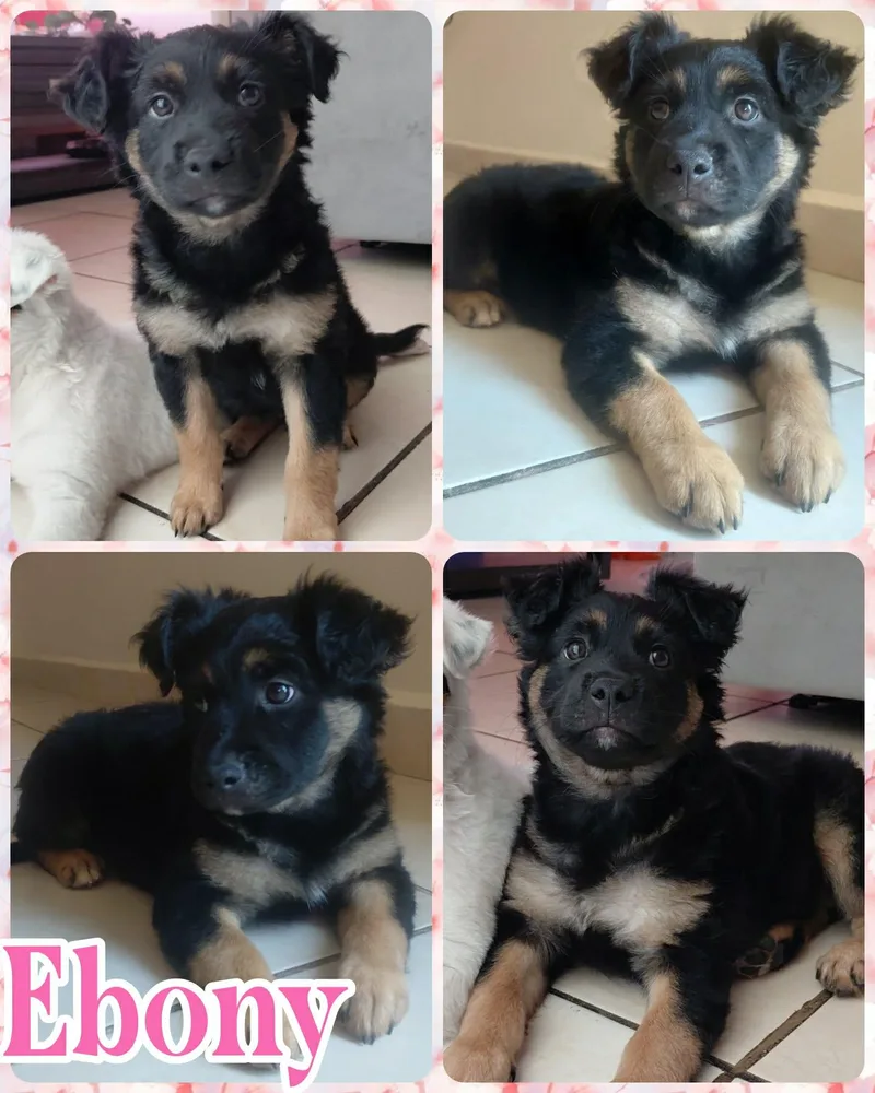 A baby medium-sized female Black Australian Shepherd dog named Ebony for adoption in Ringwood, NJ