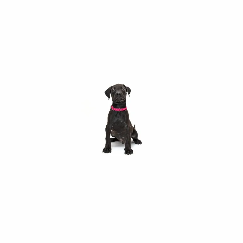 A baby small-sized male Black Mixed Breed dog named Twix for adoption in Playa Vista, CA