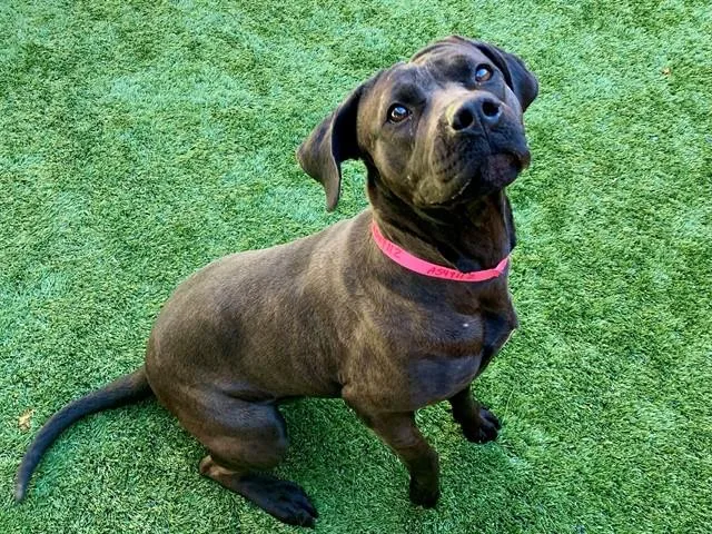 Save Me Please! Mona