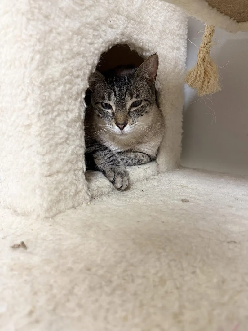 A young medium-sized male Siamese cat named Sinatra for adoption in Satellite Beach, FL