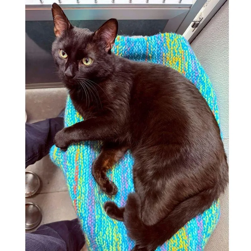 A young medium-sized male Black Domestic Short Hair cat named Bucky for adoption in Stamford, CT