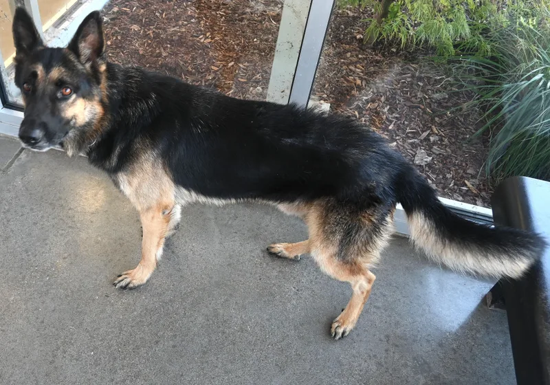 An adult large-sized male German Shepherd Dog dog named 22769 for adoption in Broken Arrow, OK