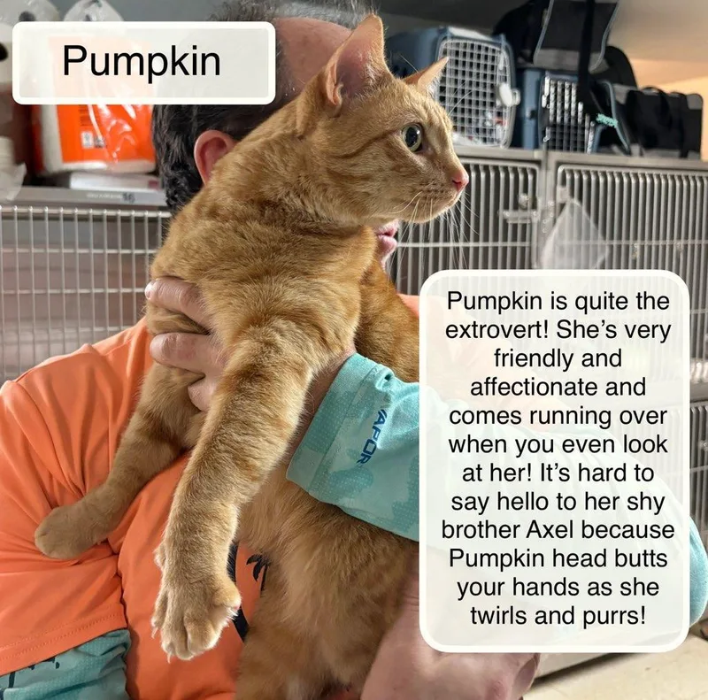 Pumpkin & Axel At