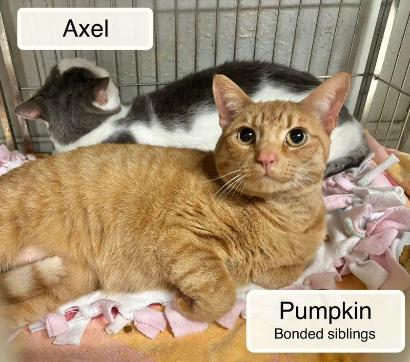 Pumpkin & Axel At thumbnail 2