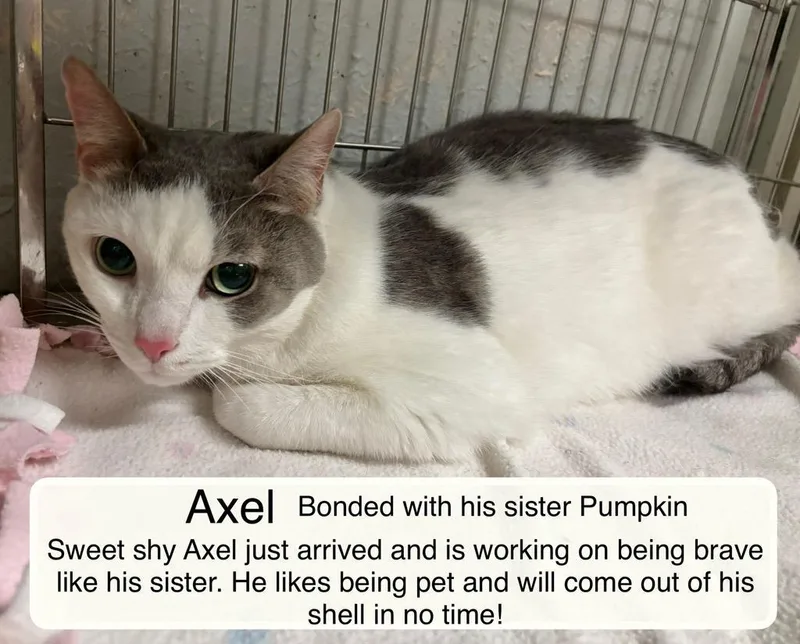 Pumpkin & Axel At thumbnail 3