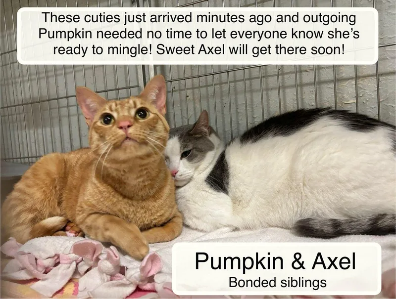 Pumpkin & Axel At thumbnail 4