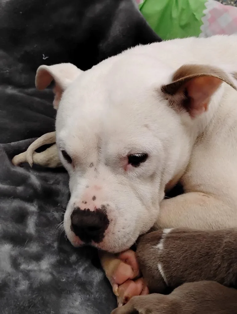 A young small-sized female Mixed Breed dog named Princess for adoption in Angola, IN