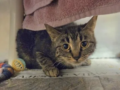 An adult medium-sized female Domestic Short Hair cat named Agate for adoption in Westland, MI