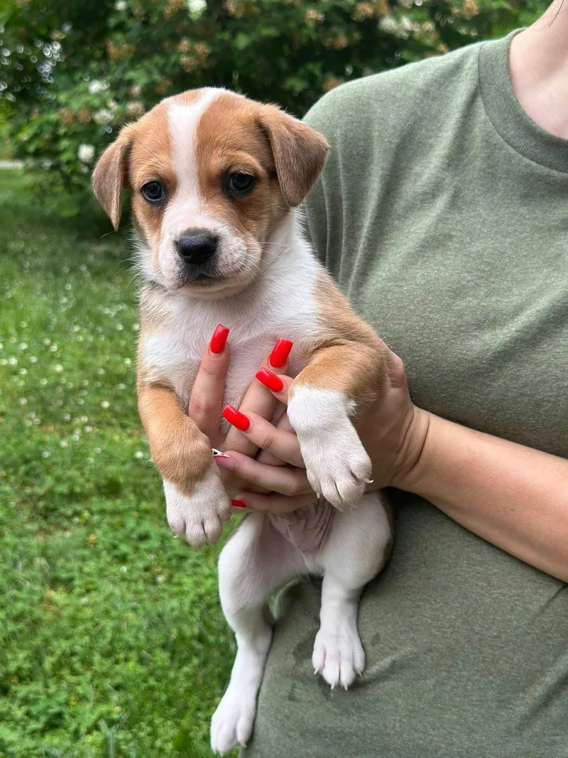 A baby medium-sized male White / Cream Black Mouth Cur dog named Rowdy for adoption in Byrdstown, TN