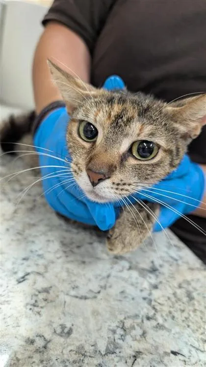 An adult small-sized female Domestic Short Hair cat named Weeki for adoption in Largo, FL