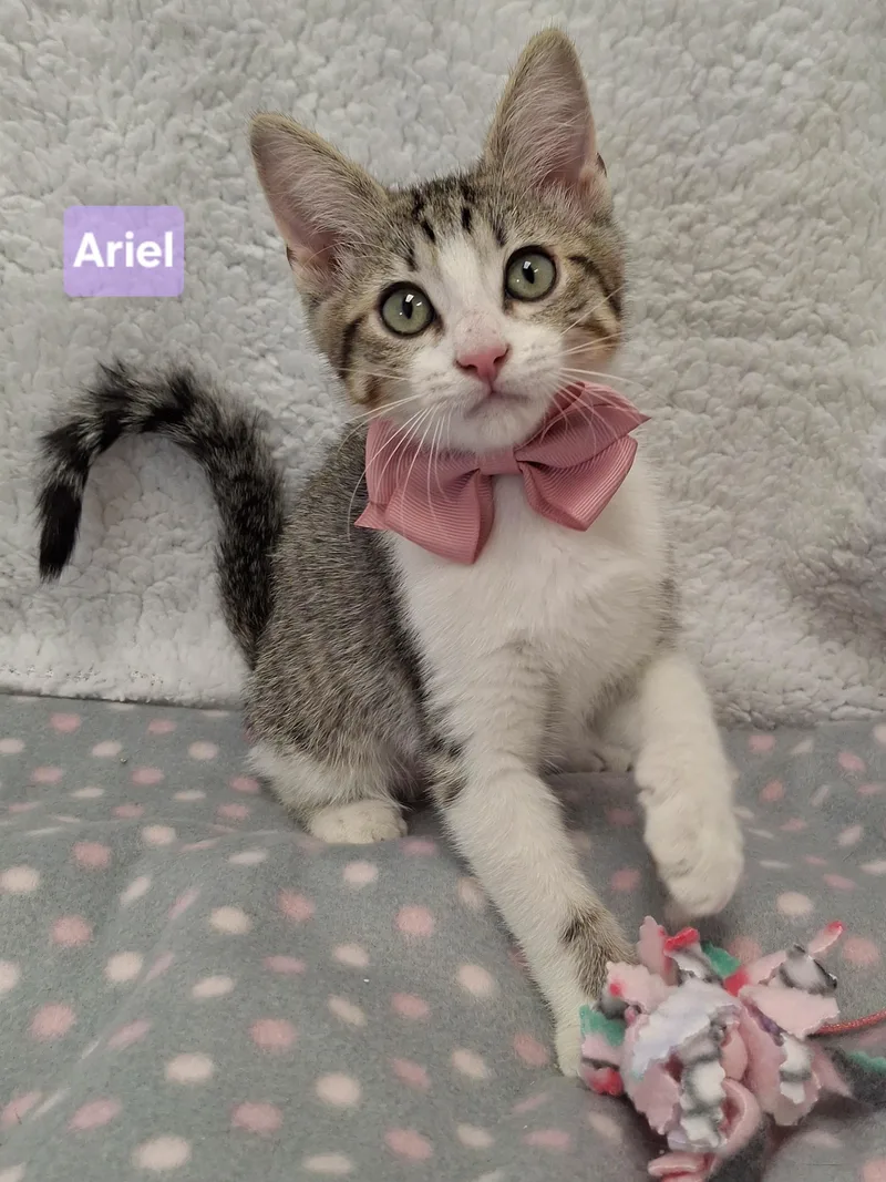A baby small-sized female Tabby (Brown / Chocolate) Domestic Short Hair cat named Ariel for adoption in Yorba Linda, CA