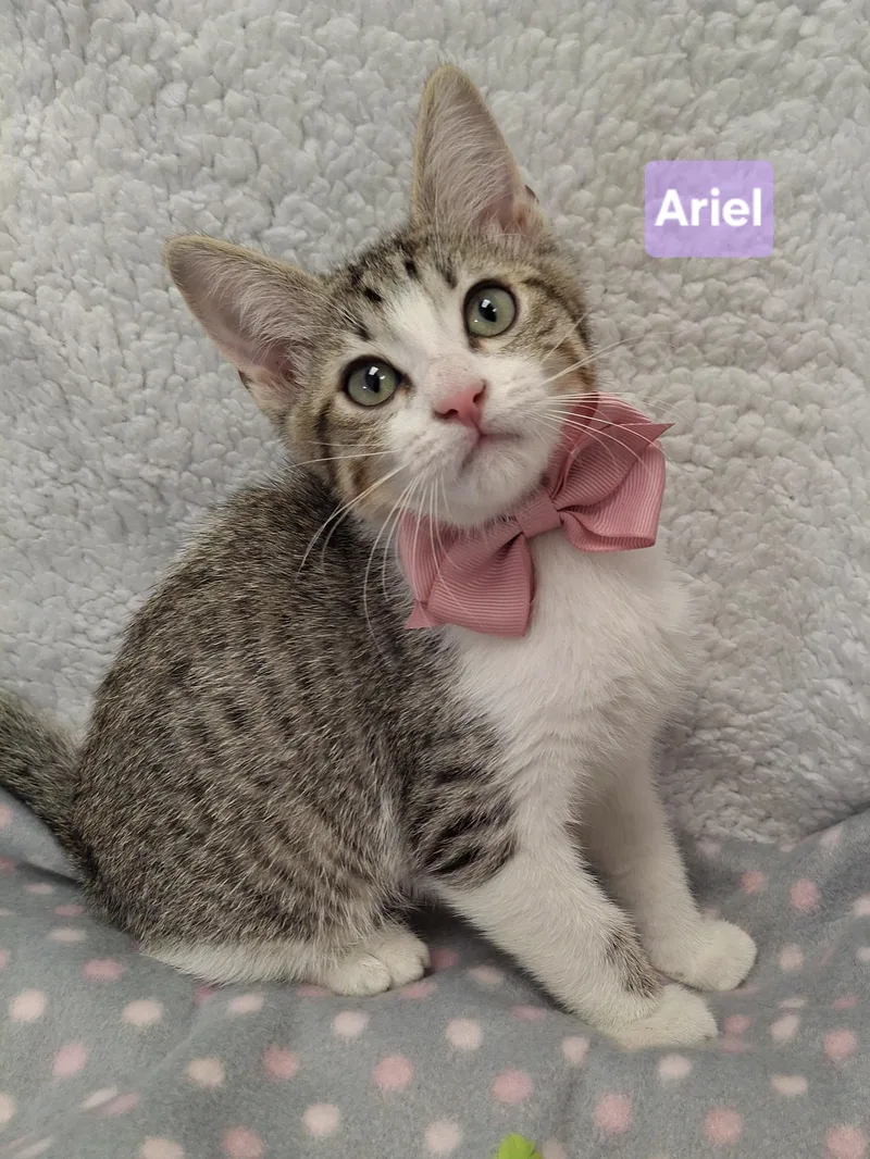 Ariel thumbnail 2