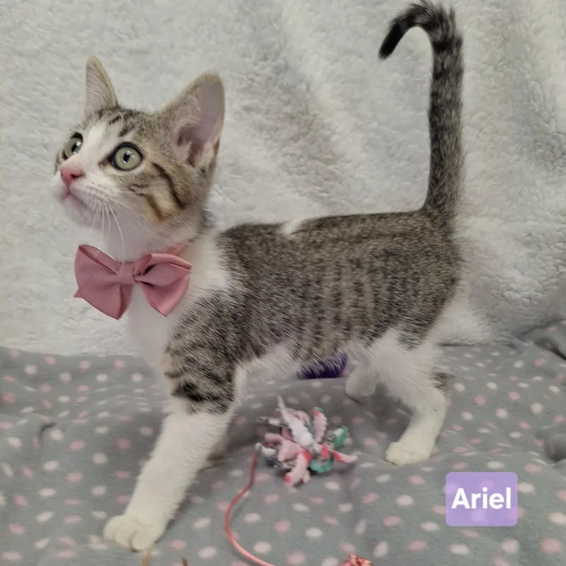 Ariel thumbnail 3