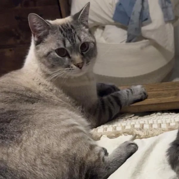 Loki  Bonded Buddies