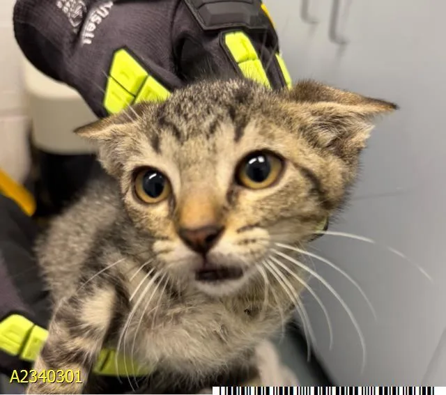 A baby small-sized female Domestic Short Hair cat named Nickel for adoption in West Palm Beach, FL