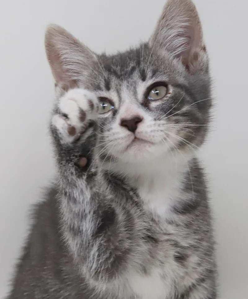 Paddy Is Our Prince thumbnail 2