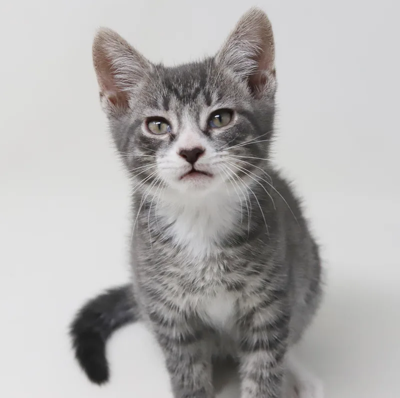 Paddy Is Our Prince thumbnail 3