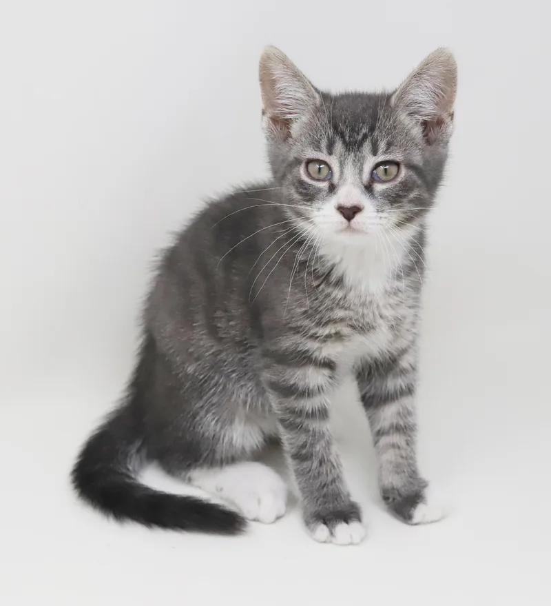 Paddy Is Our Prince thumbnail 4