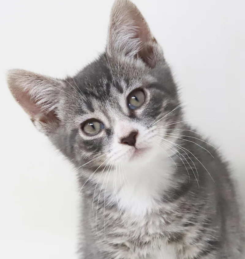 A baby small-sized male Gray / Blue / Silver Tabby cat named Paddy Is Our Prince for adoption in Bedford Hills, NY