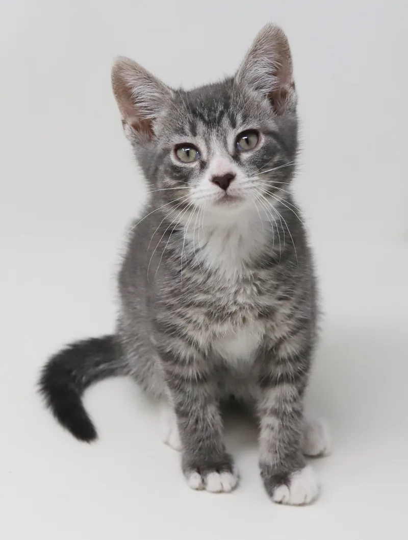 Paddy Is Our Prince thumbnail 5