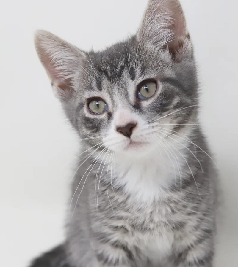 Paddy Is Our Prince thumbnail 6