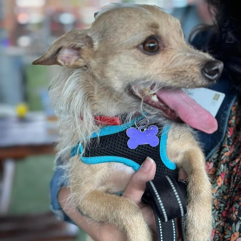 Francis "ford" Coppola Thegivingday thumbnail 2