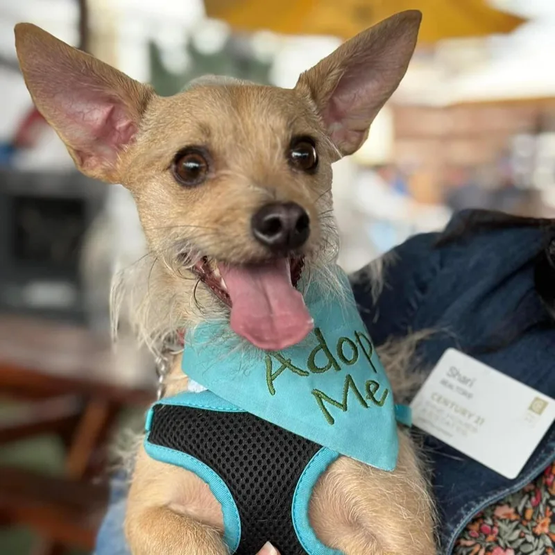 Francis "ford" Coppola Thegivingday thumbnail 3