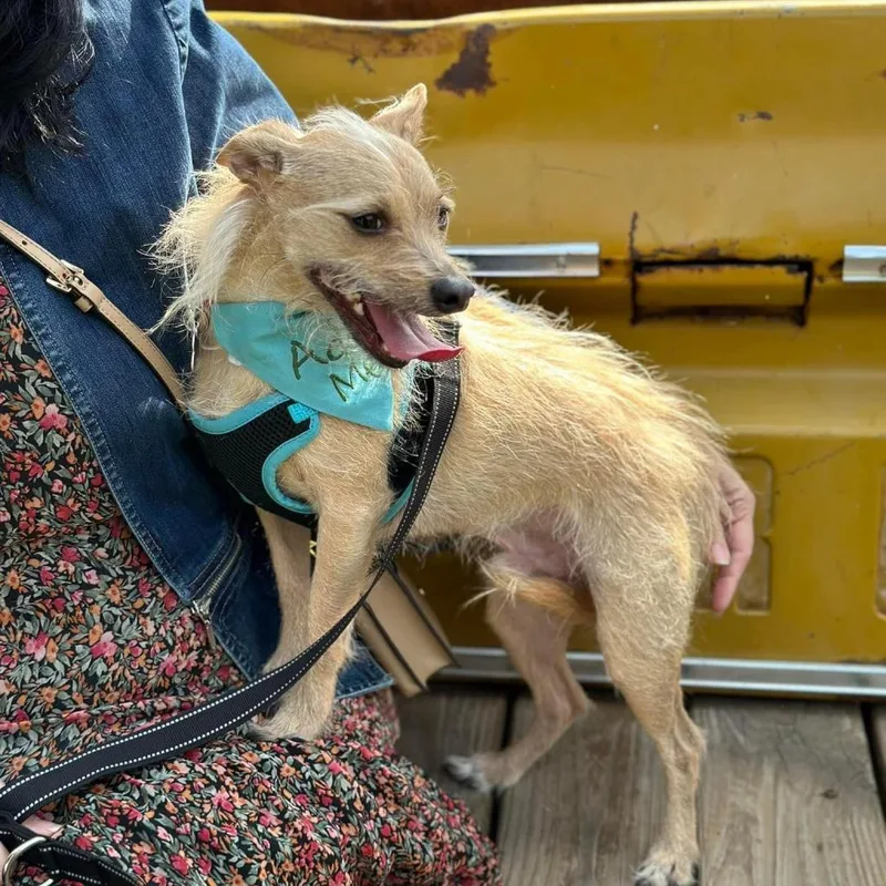 Francis "ford" Coppola Thegivingday thumbnail 5