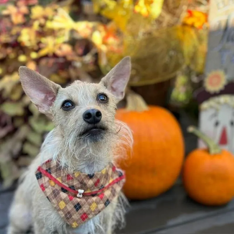 Francis "ford" Coppola Thegivingday thumbnail 6