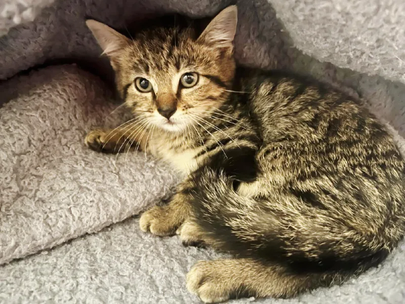 A baby small-sized male Brown / Chocolate Tabby cat named Louie for adoption in Woodland Hills, CA