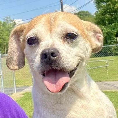 An adult small-sized female Yellow / Tan / Blond / Fawn Chihuahua dog named Trixie for adoption in Erie, PA
