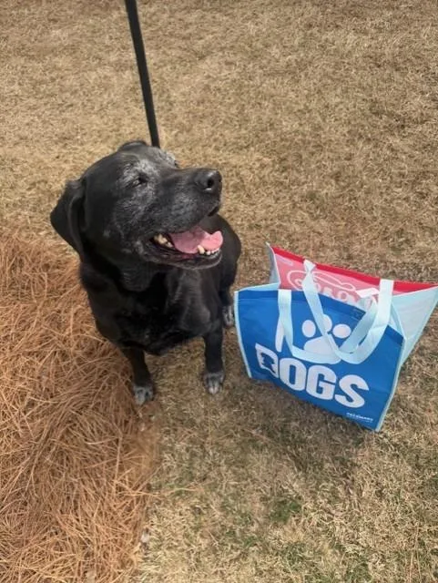 A senior large-sized female Labrador Retriever dog named Venus for adoption in Douglasville, GA
