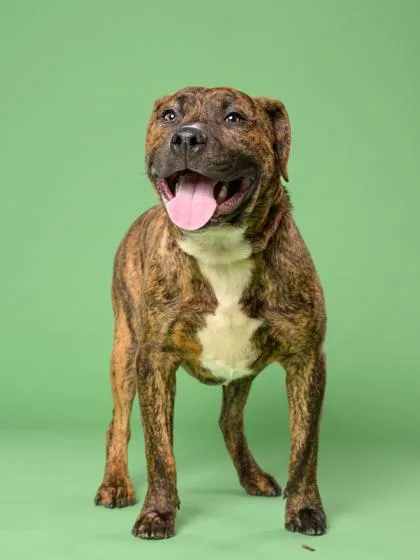An adult medium-sized male Pit Bull Terrier dog named Sheldon for adoption in Atlanta, GA