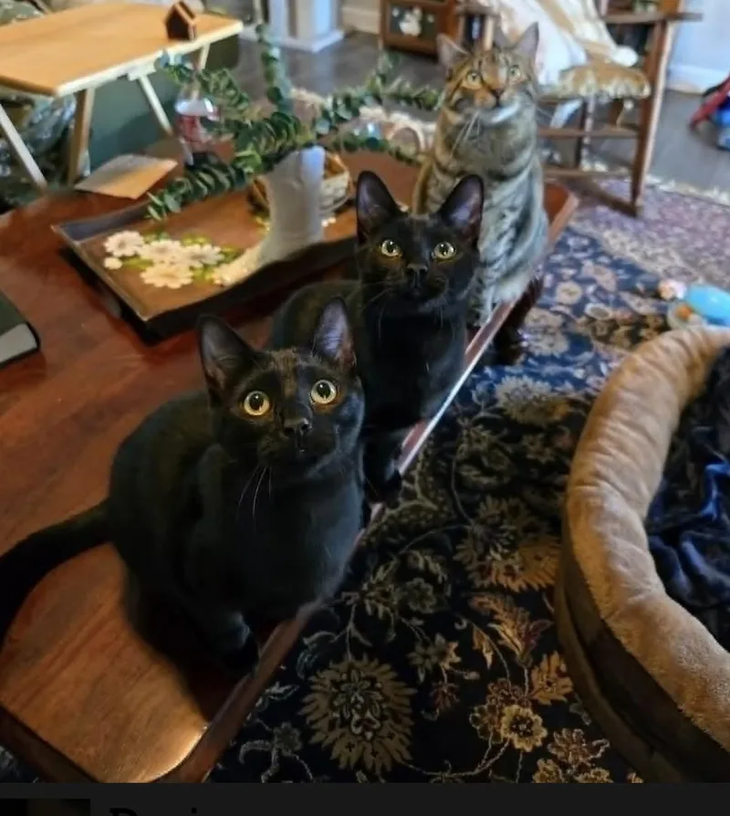 A young medium-sized female Domestic Short Hair cat named Hecate for adoption in Clayton, NC