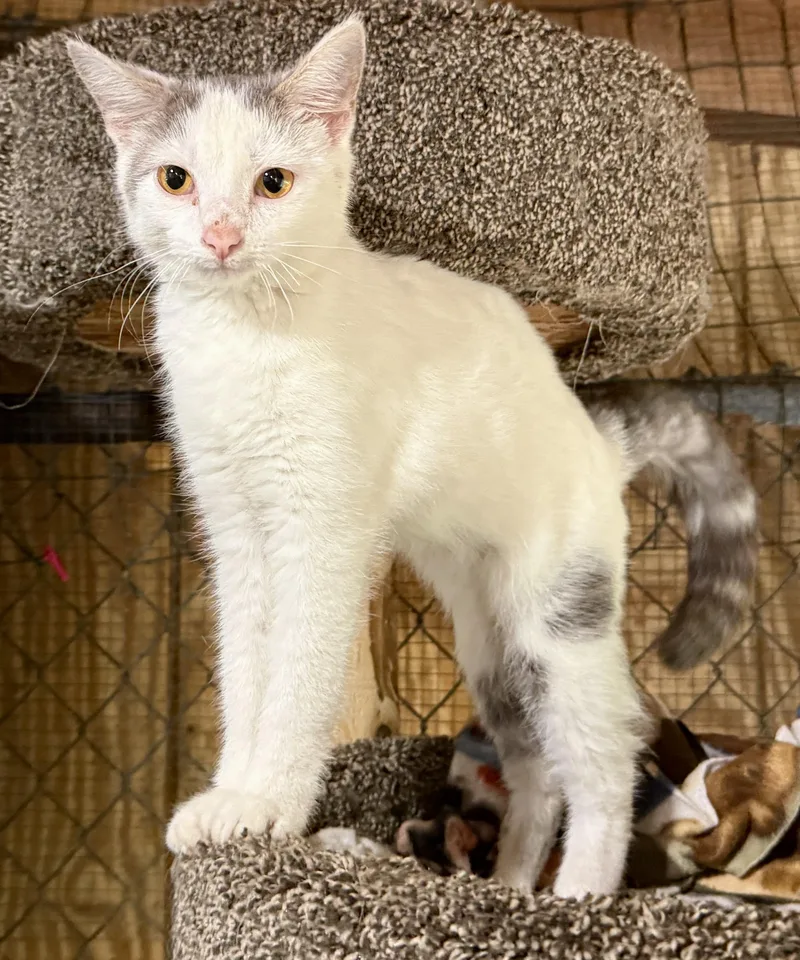 A baby medium-sized female Gray & White Domestic Short Hair cat named Citrene for adoption in Ashland, OH